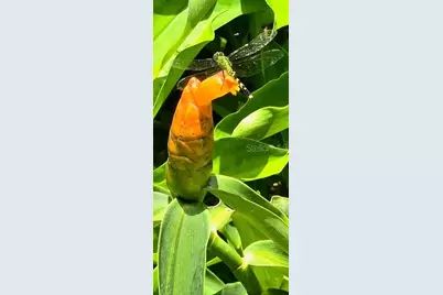 5043 Goodwin Road, Brooksville, FL 34601 - Photo 35