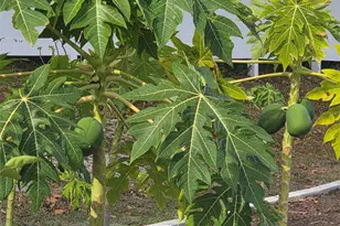 11345 Hanis St, New Port Richey, FL 34654 - Photo 49