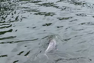 6432 Driftwood Dr, Hudson, FL 34667 - Photo 59