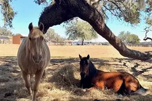 20832 Hunter Hill Dr, Dade City, FL 33523 - Photo 57