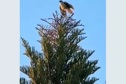 6426 Drake Court, New Port Richey, FL 34652 - Photo 81