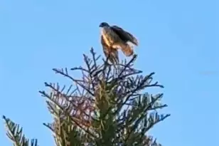 6426 Drake Ct, New Port Richey, FL 34652 - Photo 81