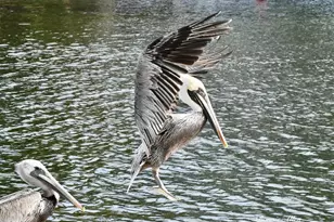 12809 4th Isle, Hudson, FL 34667 - Photo 65