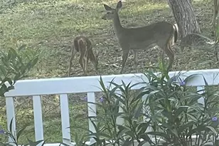 3189 S Graymor Path, Inverness, FL 34450 - Photo 45