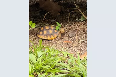 1176 W Buttonbush Dr, Beverly Hills, FL 34465 - Photo 17