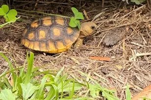 1176 W Buttonbush Dr, Beverly Hills, FL 34465 - Photo 17