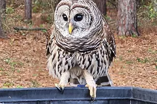 1176 W Buttonbush Dr, Beverly Hills, FL 34465 - Photo 19