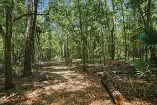 24050 Winding Creek Dr, Brooksville, FL 34601 - Photo 85