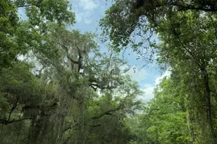 County Road 707, Webster, FL 33597 - Photo 1