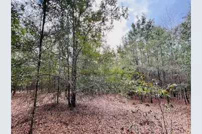 Nw 85th Street, Bell, FL 32619 - Photo 1