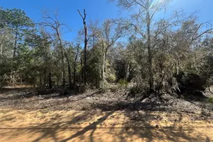 Kitty, Interlachen, FL 32148 - Photo 1