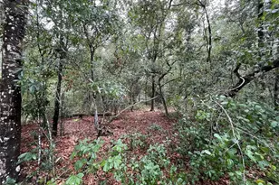 Tbd Rintz St, Interlachen, FL 32148 - Photo 1