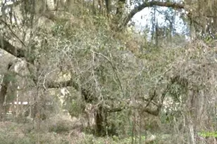 000 NE 192nd Pl, Citra, FL 32113 - Photo 1