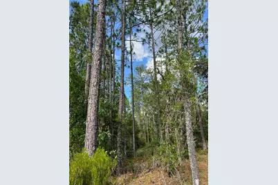 000 NE 138 Avenue, Williston, FL 32696 - Photo 1