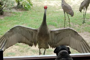 13668 NE 226th Avenue Rd, Salt Springs, FL 32134 - Photo 1