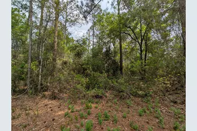 Tbd NE 66th Court, Citra, FL 32113 - Photo 1