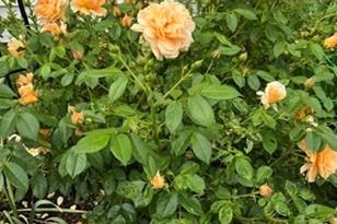 255 Alden St - Photo 33