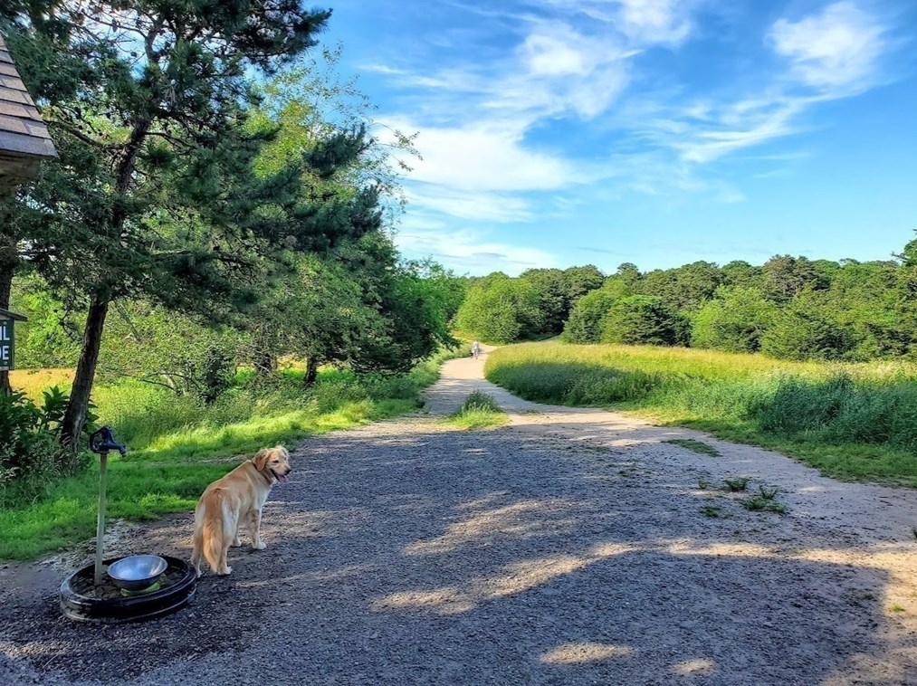 20 Surrey Ln, Harwich MA 02645-3116 exterior