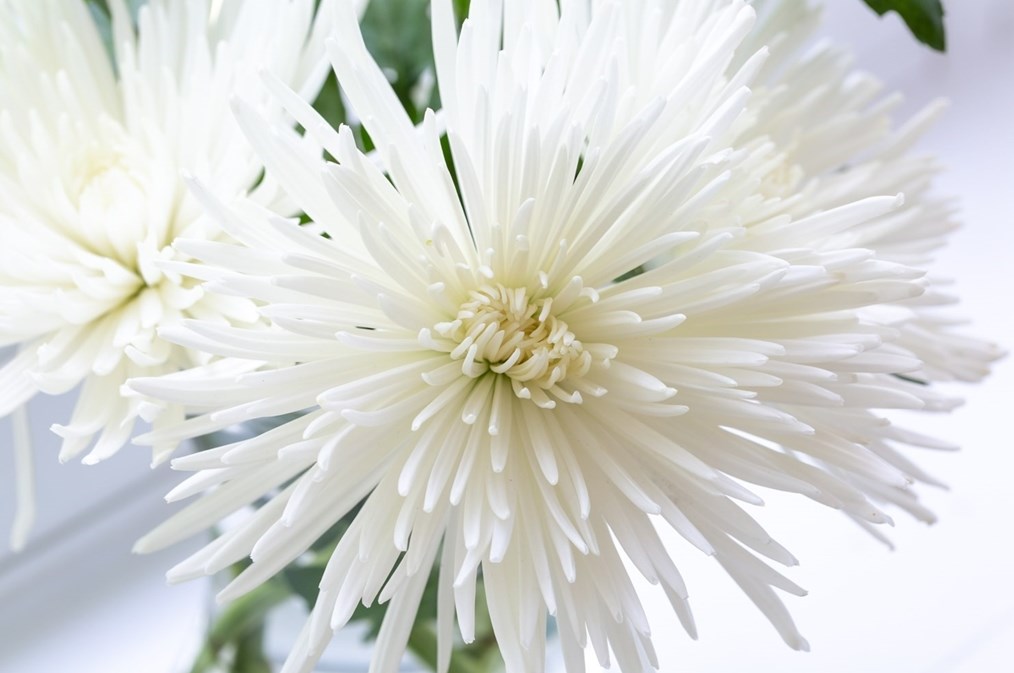 344 Orch St, Millis MA  02054-1026 exterior