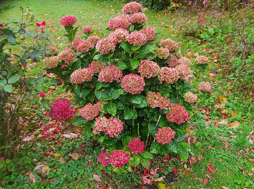 203 Renfrew St, Arlington MA 02476-7349 exterior