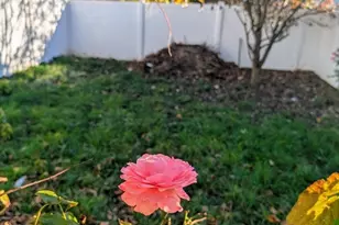 167 Lexington, Boston, MA 02012 - Photo 21