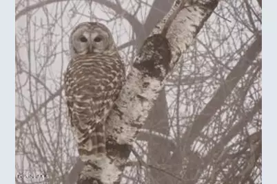 0 Johnnycake Hill Rd, Middlefield, MA 01243 - Photo 7