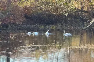 52 Willow St, Dover, MA 02030 - Photo 39