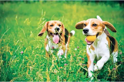 16 Loons Call #106, Plymouth, MA 02360 - Photo 13