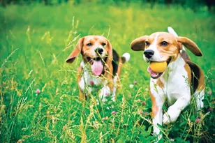 16 Loons Call, Plymouth, MA 02360 - Photo 13