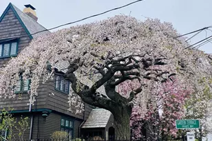 84 Garden St, Cambridge, MA 02138 - Photo 13