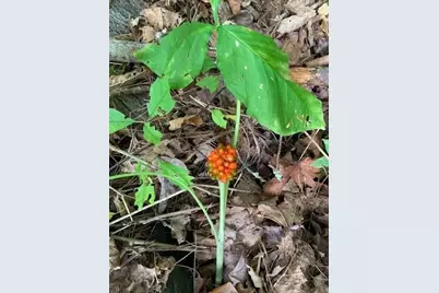 289 Monterey Road, Otis, MA 01253 - Photo 7