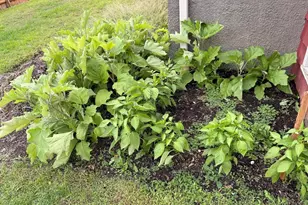 68 Sutcliffe Rd, Lynn, MA 01904 - Photo 9