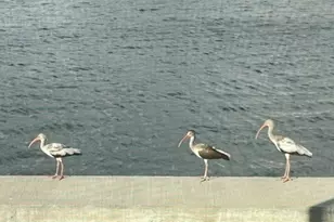 1166 Hillsboro Mile, Deerfield, FL 33062 - Photo 9