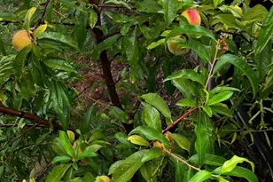 53 Mountford, Hull, MA 02045 - Photo 33