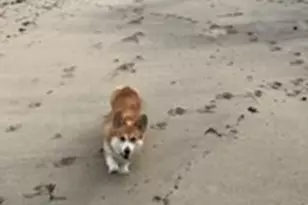 66 Centerville Way, Plymouth, MA 02360 - Photo 35