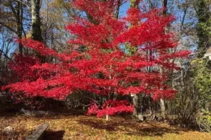 955 Summer St, Franklin, MA 02038 - Photo 41