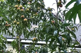 7 Concetta Cir, Acton, MA 01720 - Photo 31