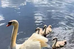 33 Lakeview Ave, Bellingham, MA 02019 - Photo 35