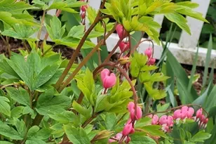 19 Abbey Ln, Taunton, MA 02780 - Photo 5