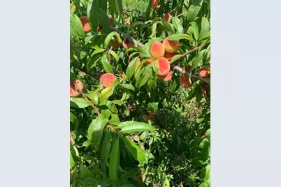 14 Grizzly Drive, Rutland, MA 01543 - Photo 33