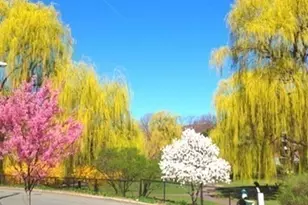 100 Marion St, Brookline, MA 02446 - Photo 15