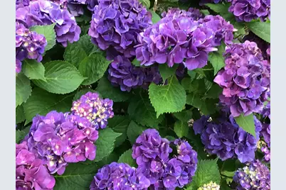 20 Lee Ave, Scituate, MA 02066 - Photo 31