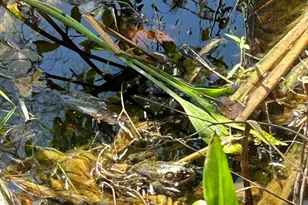 2 Bellevue Rd, Arlington, MA 02476 - Photo 37