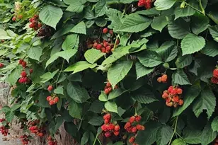 560 Worcester St, Wellesley, MA 02481 - Photo 37