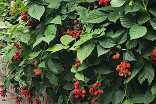 560 Worcester St, Wellesley, MA 02481 - Photo 39