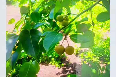 463 Holtshire Rd, Orange, MA 01364 - Photo 13