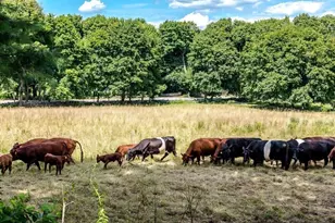 89 Old Connecticut Path, Wayland, MA 01778 - Photo 9