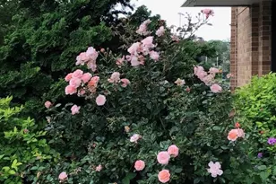 2400 Beacon, Boston, MA 02467 - Photo 5