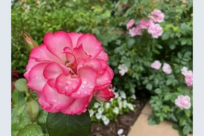 2400 Beacon #102, Boston, MA 02467 - Photo 9