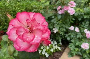 2400 Beacon, Boston, MA 02467 - Photo 9